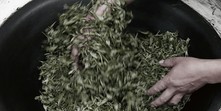 茶与健康